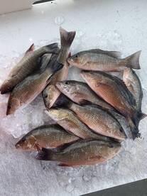 Inshore Snapper remains strong 