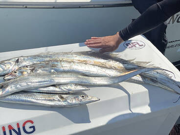 Ribbonfish