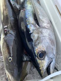 Cobia kings and Tuna 