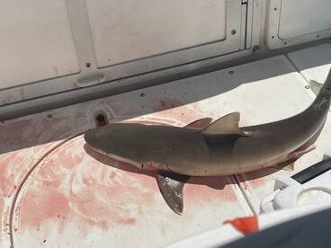 Belleair Bluffs Report Photo 2