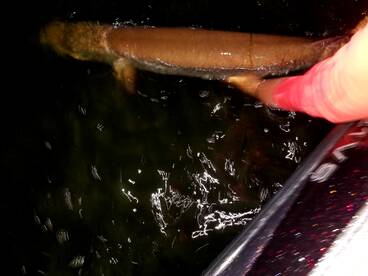 Big Fish are Chewing with these Fall day