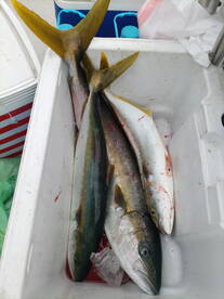 Ensenada Report Photo 2