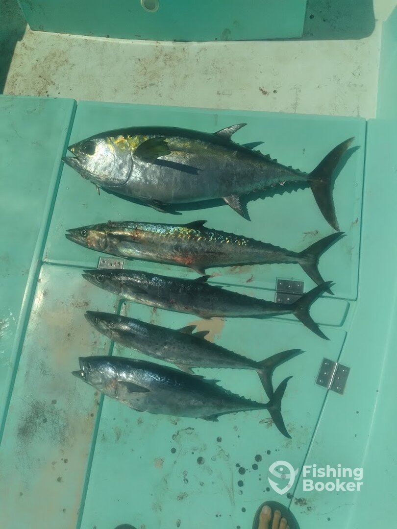 Destin Report Photo 0