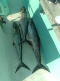 Destin Report Photo 1