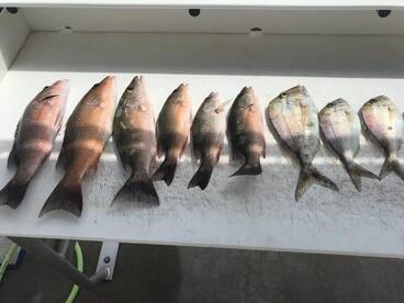 Islamorada Report Photo 2