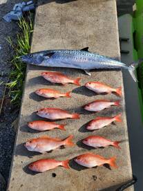 Dania Beach Report Photo 1