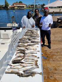 Look At All Those Trout 