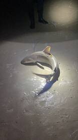 New Smyrna Beach Report Photo 1