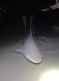 New Smyrna Beach Report Photo 2