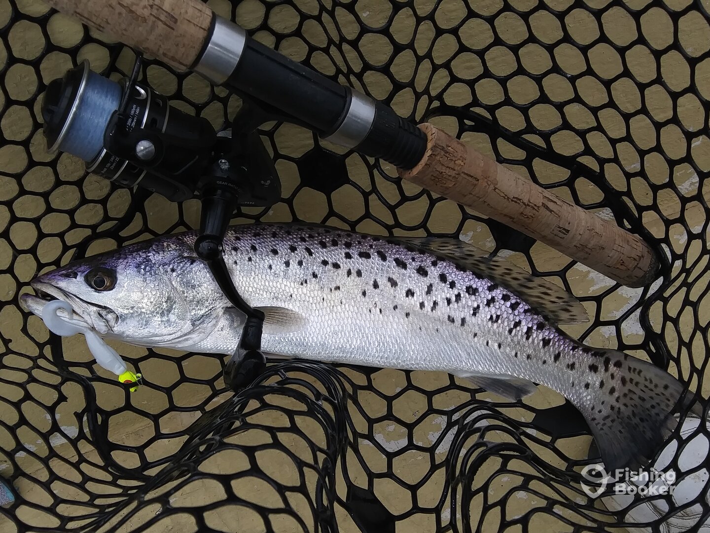 Chincoteague Report Photo 0