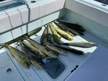 Fall Dolhin still hot