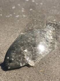 Cocoa Beach Report Photo 2