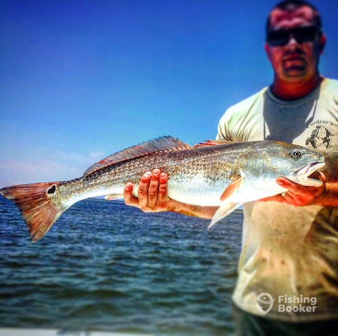 Charleston Report Photo 0