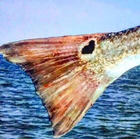 Charleston Report Photo 1