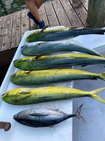 Catching g Mahi Mahi off the coast of Fo