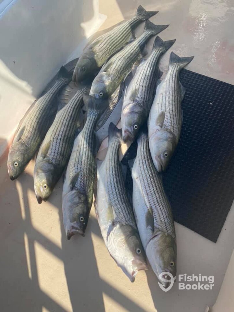 Montauk Report Photo 0