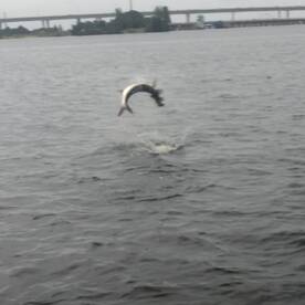 Tequesta Report Photo 1