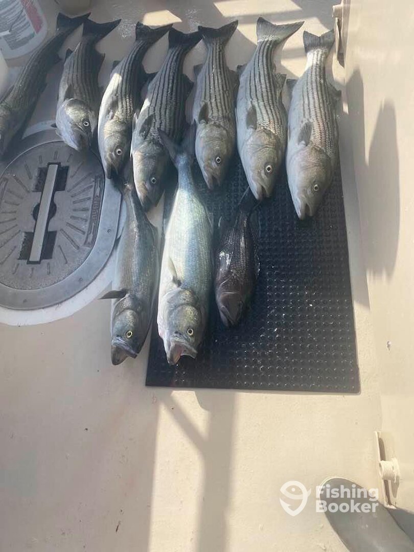 Montauk Report Photo 0