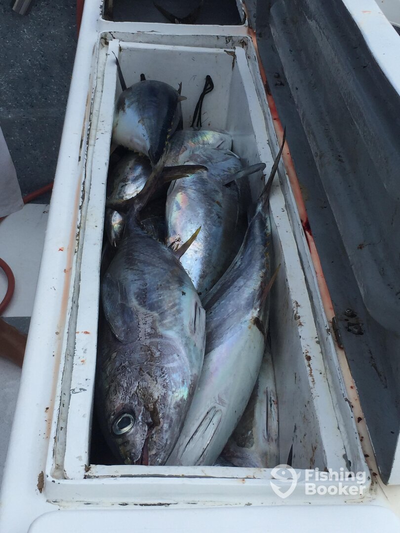 Fish boxes. Coolers and live well tank had to be used has coolers for all the tuna we got today