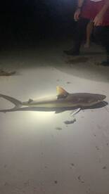 New Smyrna Beach Report Photo 1