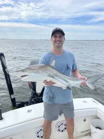 Drag screaming sharks!!