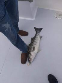Rockfish (Striped Bass) are biting 