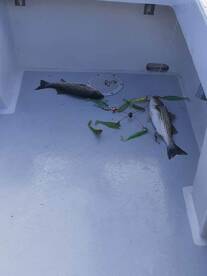 Solomons Report Photo 1