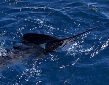 Islamorada Fishing 