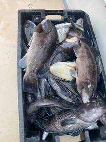 Montauk Report Photo 1