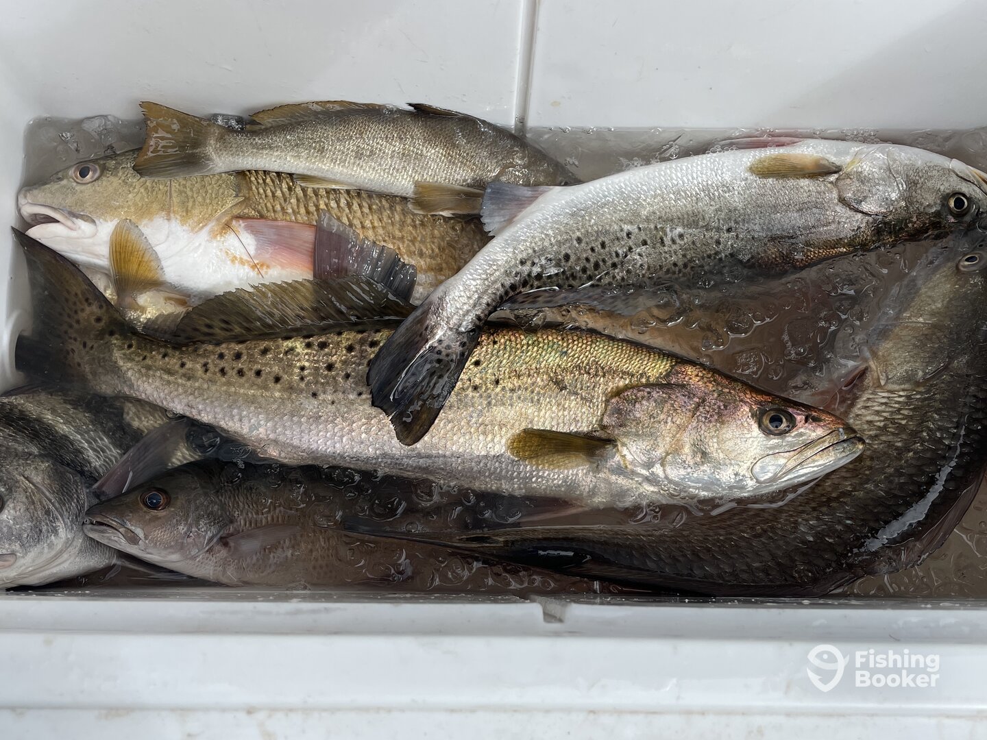 Fish box for the day