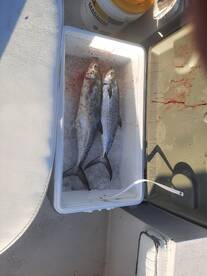 Solo inshore trolling