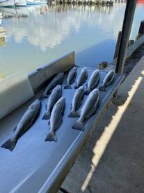 Galveston Report Photo 2