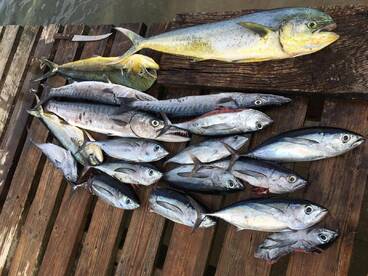 Fish Catch Nov. 9th 2021