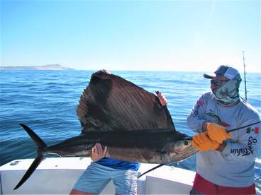 Cabo San Lucas Report Photo 1