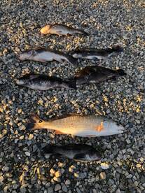 Poquoson Report Photo 2