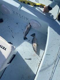 Folly Beach Report Photo 2