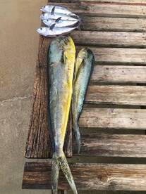 Fishing w/ Capt. Lonny  Nov.  22 /2021