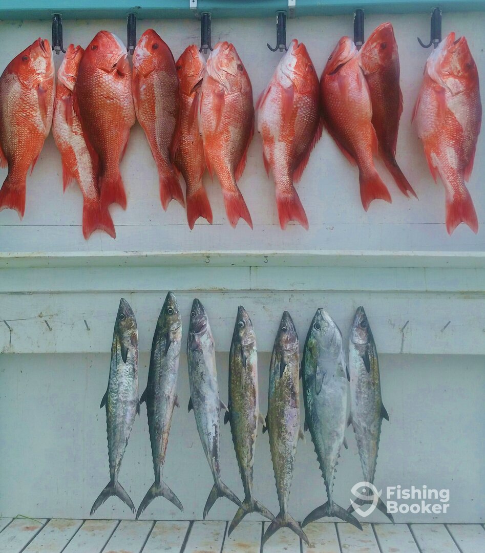 Orange Beach Report Photo 0