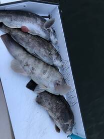 Season Closer for Tautogs in Long Centra