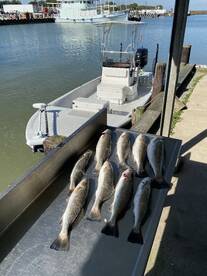 Big Speckled Trout