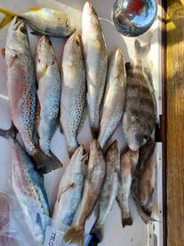 Marco Island Report Photo 2