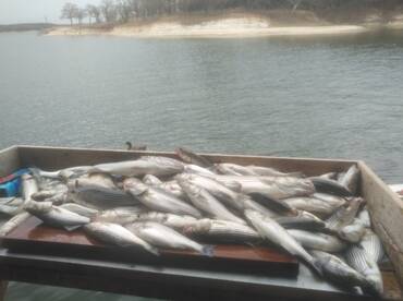 12 man limit in 2.5 hours great fishing