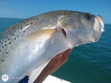 Yankeetown Report Photo 2