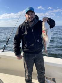 Chesapeake bay striper (rock fish) 