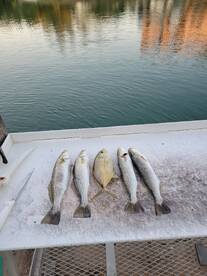 Cudjoe Key Report Photo 1