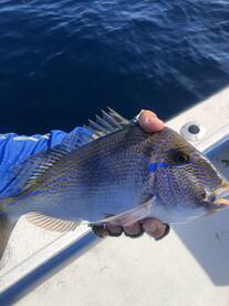 Tequesta Report Photo 2