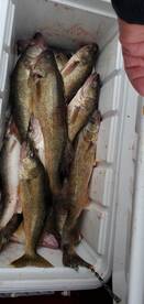 2022 Walleye  Fishing 