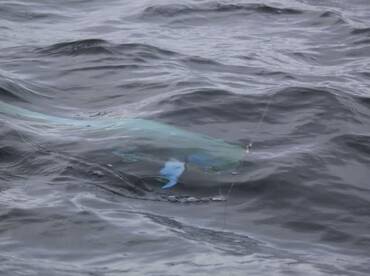 Quepos Report Photo 1