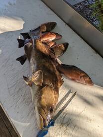 Shallow water grouper action
