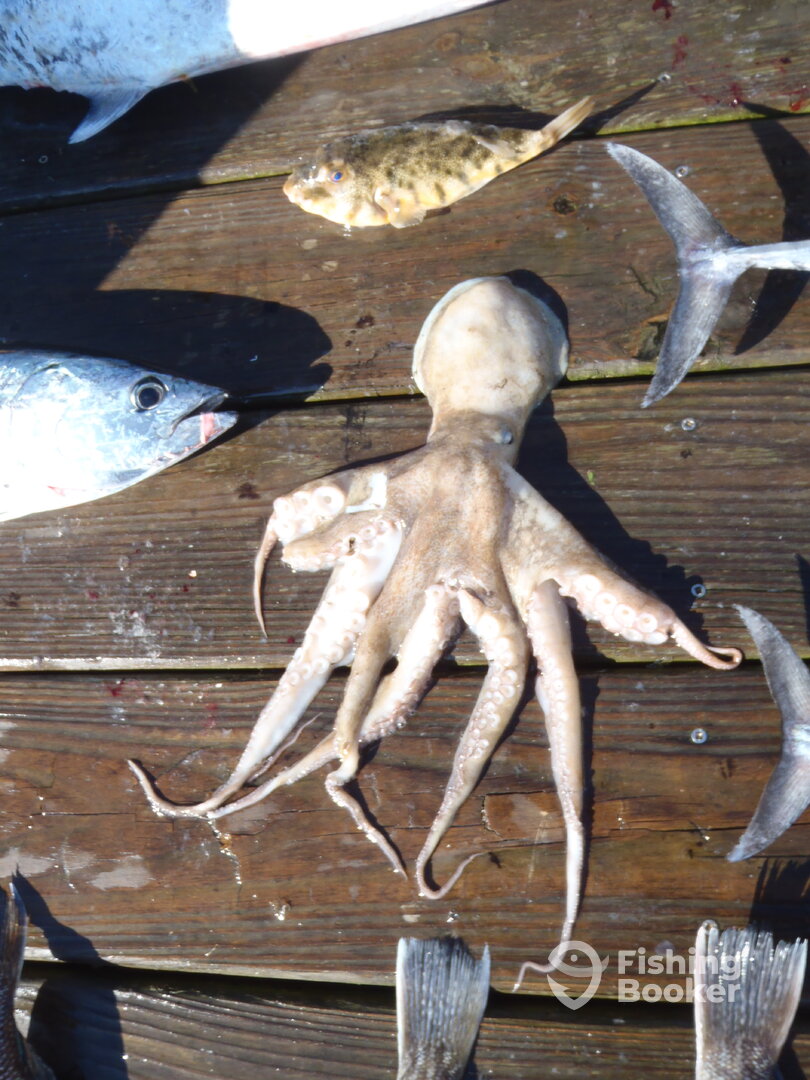 Hatteras Report Photo 0